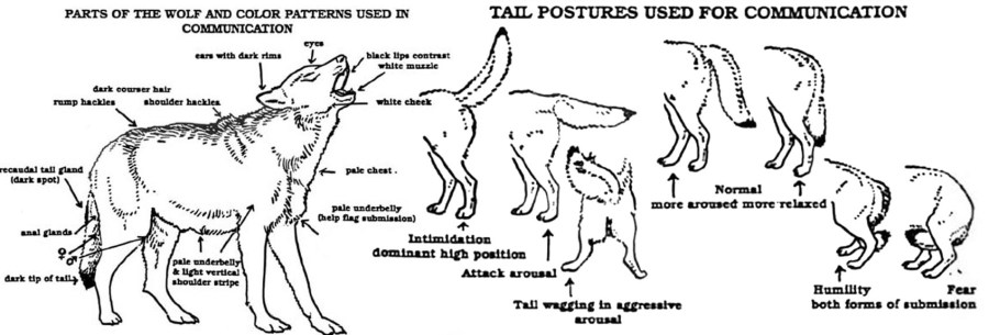 Wolve pack behaviour in politics with the 'alpha' leader, the 'beta; followers and the lowest cast the 'omega's